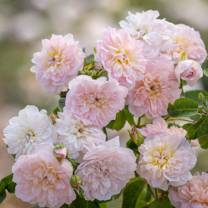 Elizabeth (Ausmajesty) - Belle Epoque