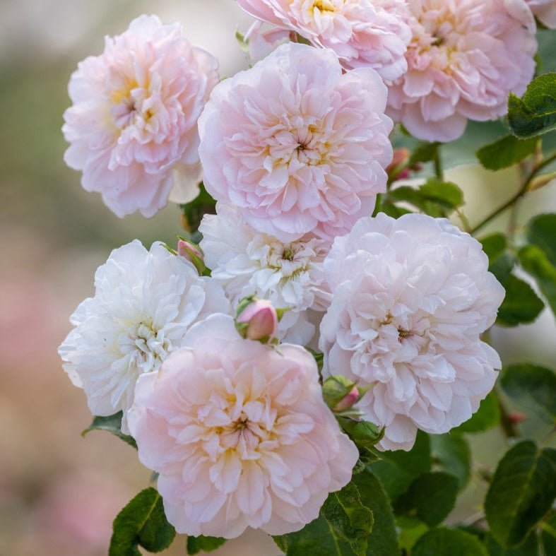 middelgrote zachtroze bloemen met een vleugje perzik, in volle bloei op een bossige struik.