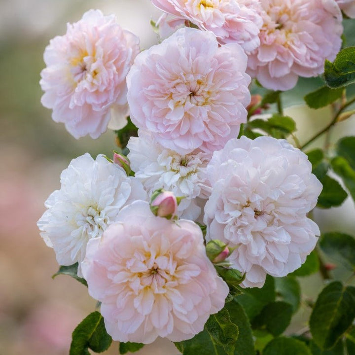 middelgrote zachtroze bloemen met een vleugje perzik, in volle bloei op een bossige struik.