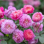 middelgrote, gevulde bloemen met kleurverloop van zachtroze naar koraal en lila.