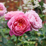 middelgrote, gevulde bloemen met kleurverloop van zachtroze naar koraal en lila.