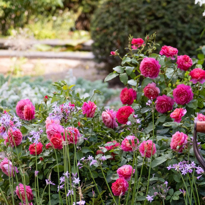 middelgrote, gevulde bloemen met kleurverloop van zachtroze naar koraal en lila.