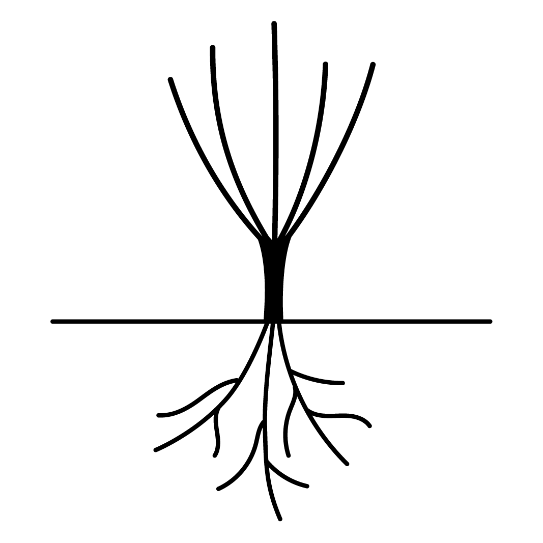 England's Rose (Auslounge) - Belle Epoque