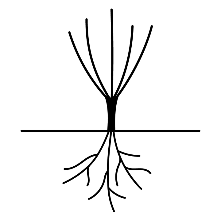 England's Rose (Auslounge) - Belle Epoque