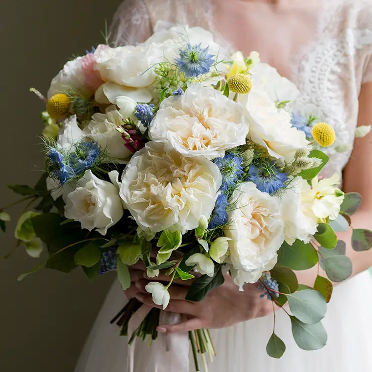 David Austin Eugenie (12stuks)