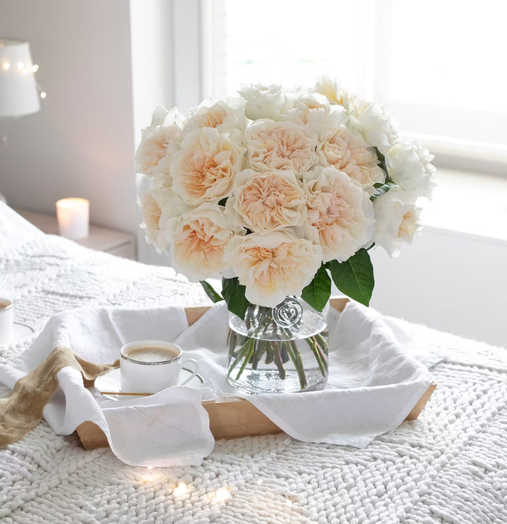 David Austin Eugenie (12stuks)