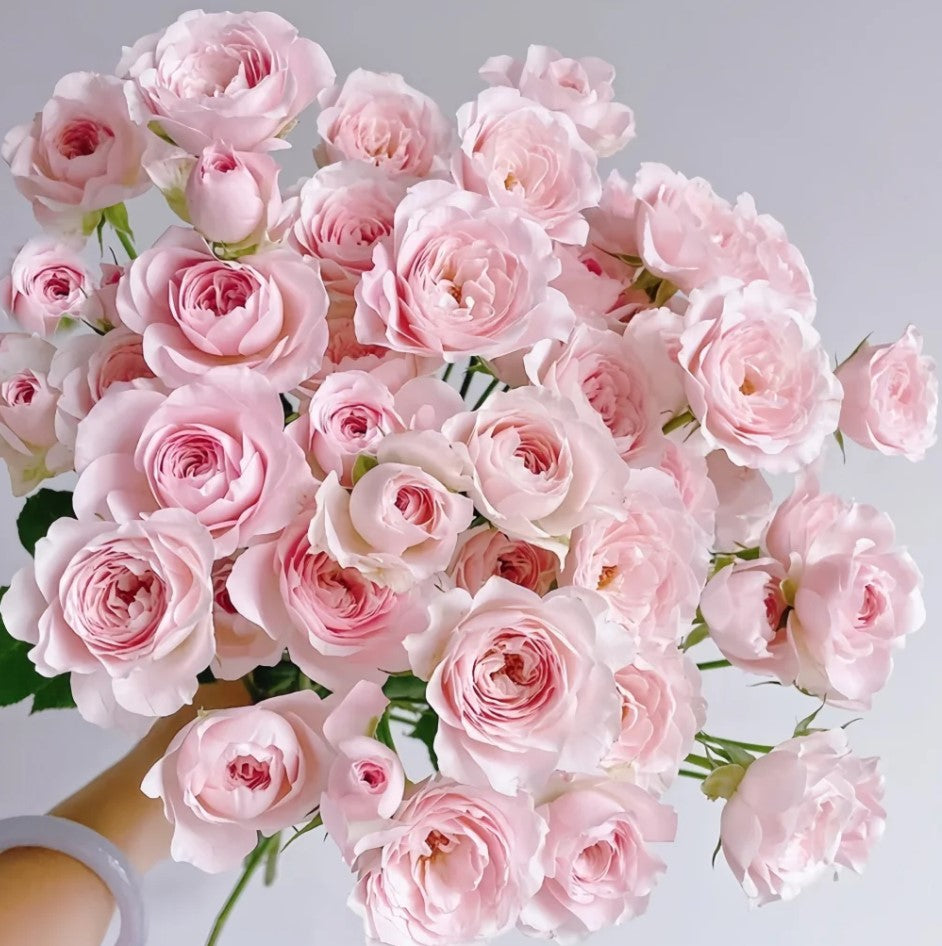 Japanese rose Princess Fairy Kiss