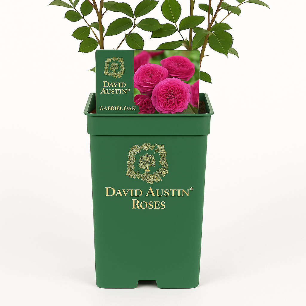 Gabriel Oak (Auscrowd)