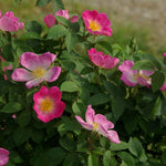 Galilica Complicata