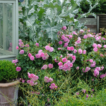 Harlow Carr (Aushouse) (carrot)