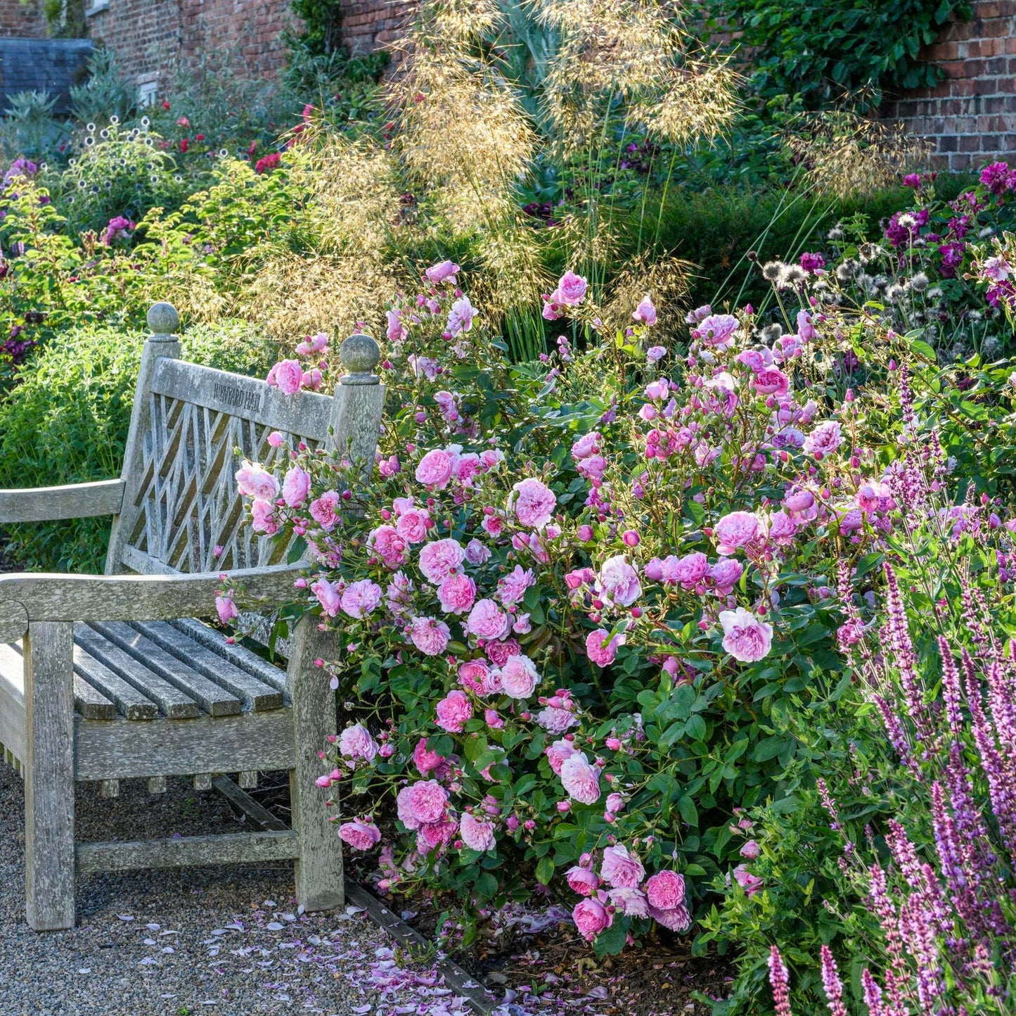 Harlow Carr (Aushouse) (carrot)