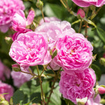 Harlow Carr (Auslagerung)