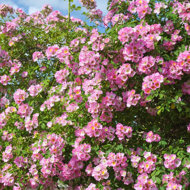 Kew Rambler - Belle Epoque