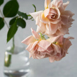 Japanische Rose Ioli