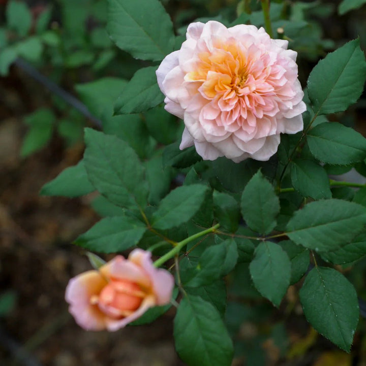 Japanse roos Miyabi Gen (Wabara) - Belle Epoque