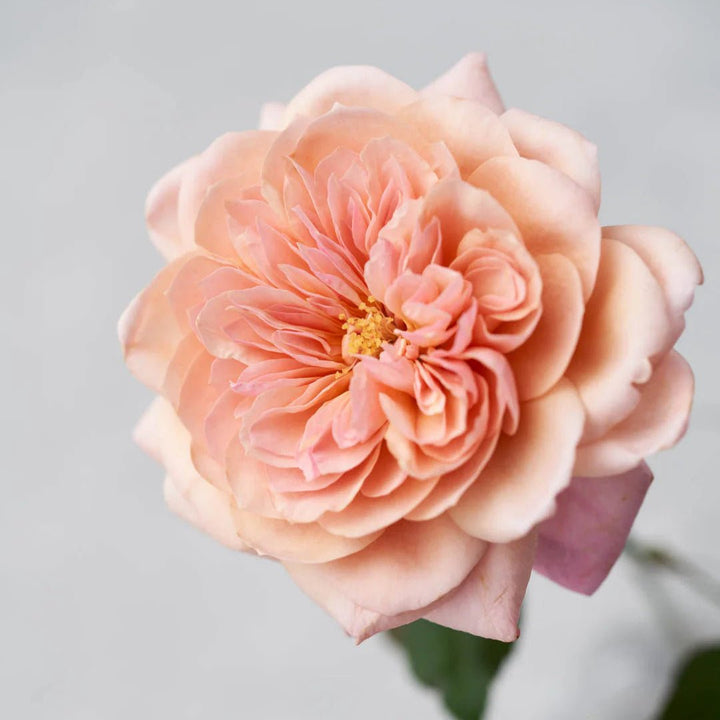 Japanse roos Miyabi Gen (Wabara) - Belle Epoque