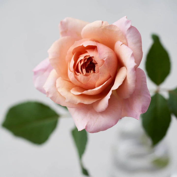 Japanse roos Miyabi Gen (Wabara) - Belle Epoque