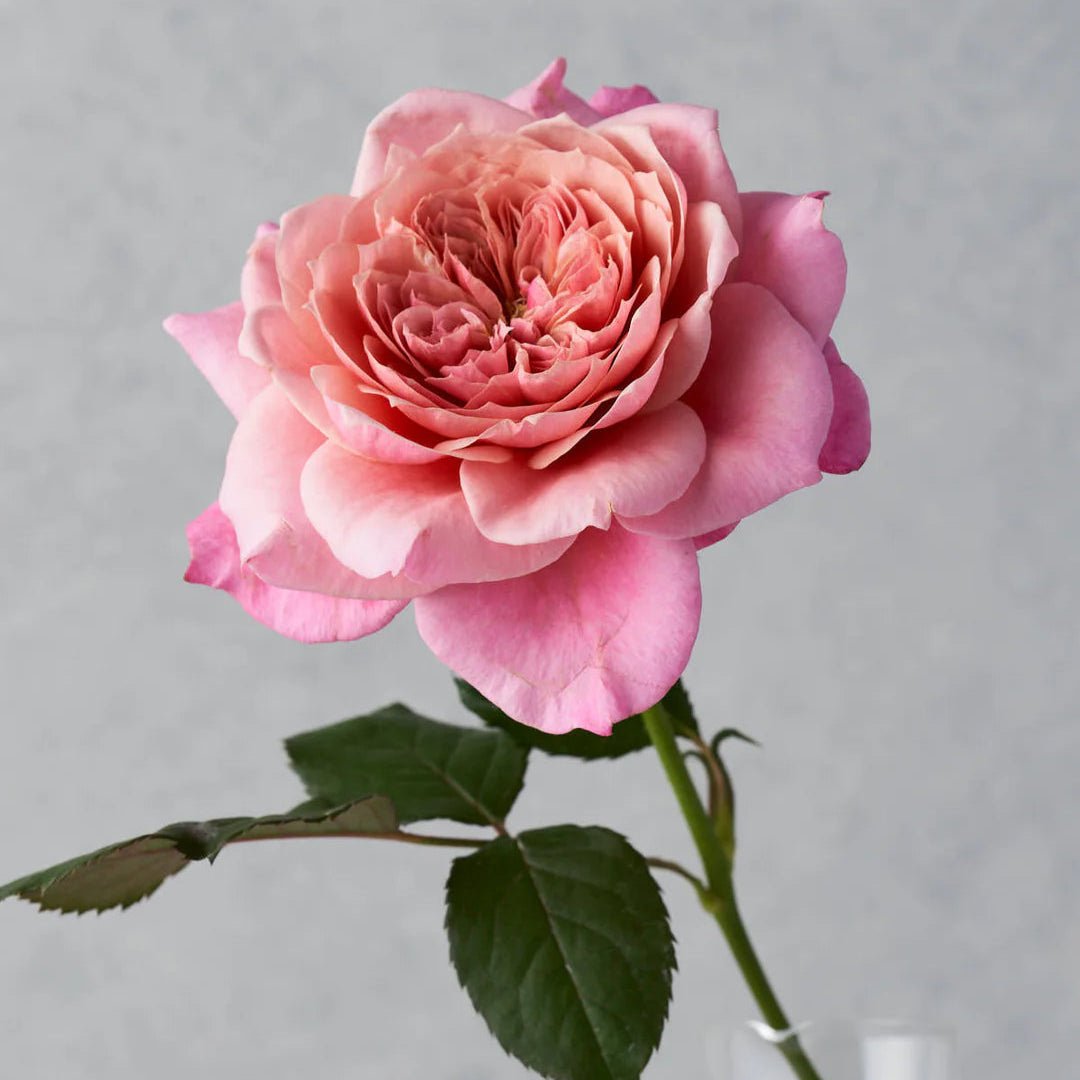 Japanse roos Miyabi (Wabara) - Belle Epoque