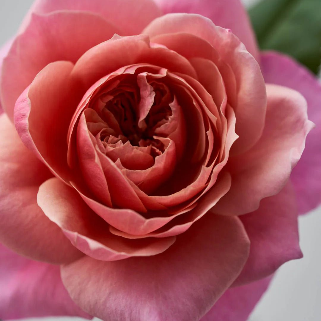 Japanse roos Miyabi (Wabara) - Belle Epoque