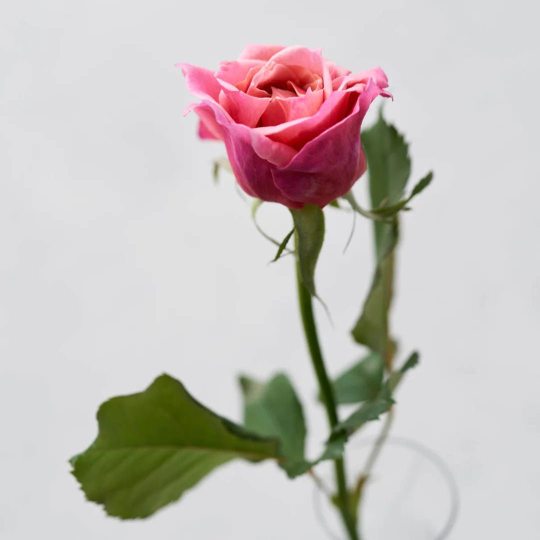 Japanse roos Miyabi (Wabara) - Belle Epoque