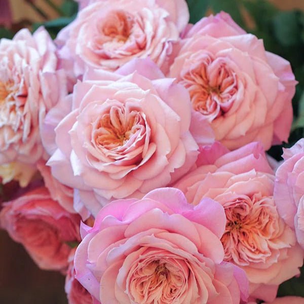 Japanse roos Miyabi (Wabara) - Belle Epoque