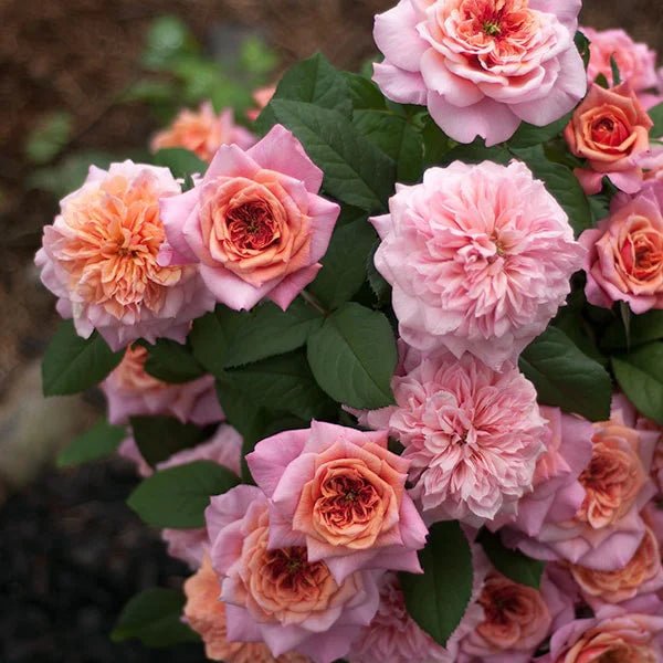 Japanse roos Miyabi (Wabara) - Belle Epoque