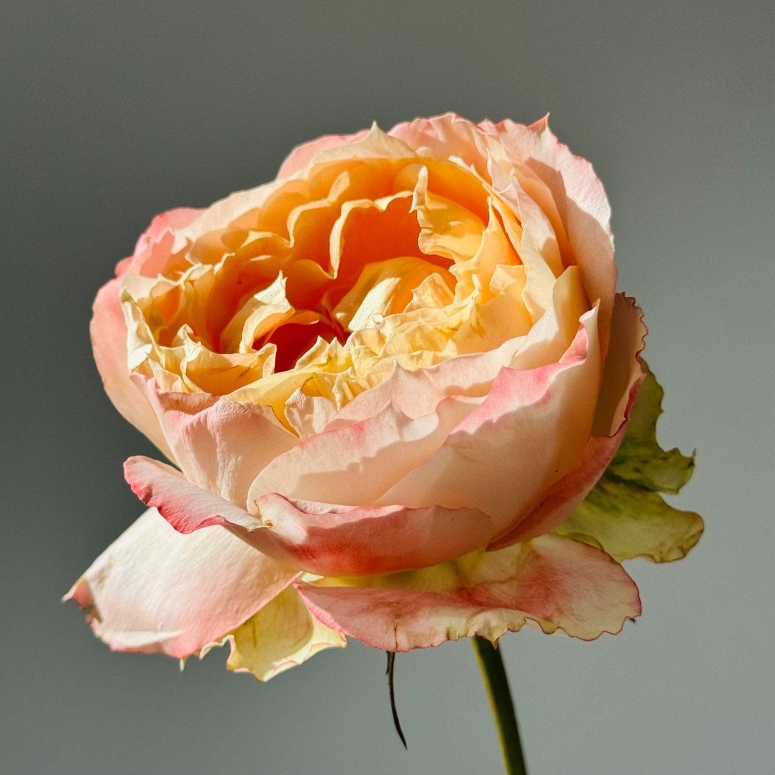 Buy Princess Aiko™ rose – exclusive Japanese rose, new in Europe