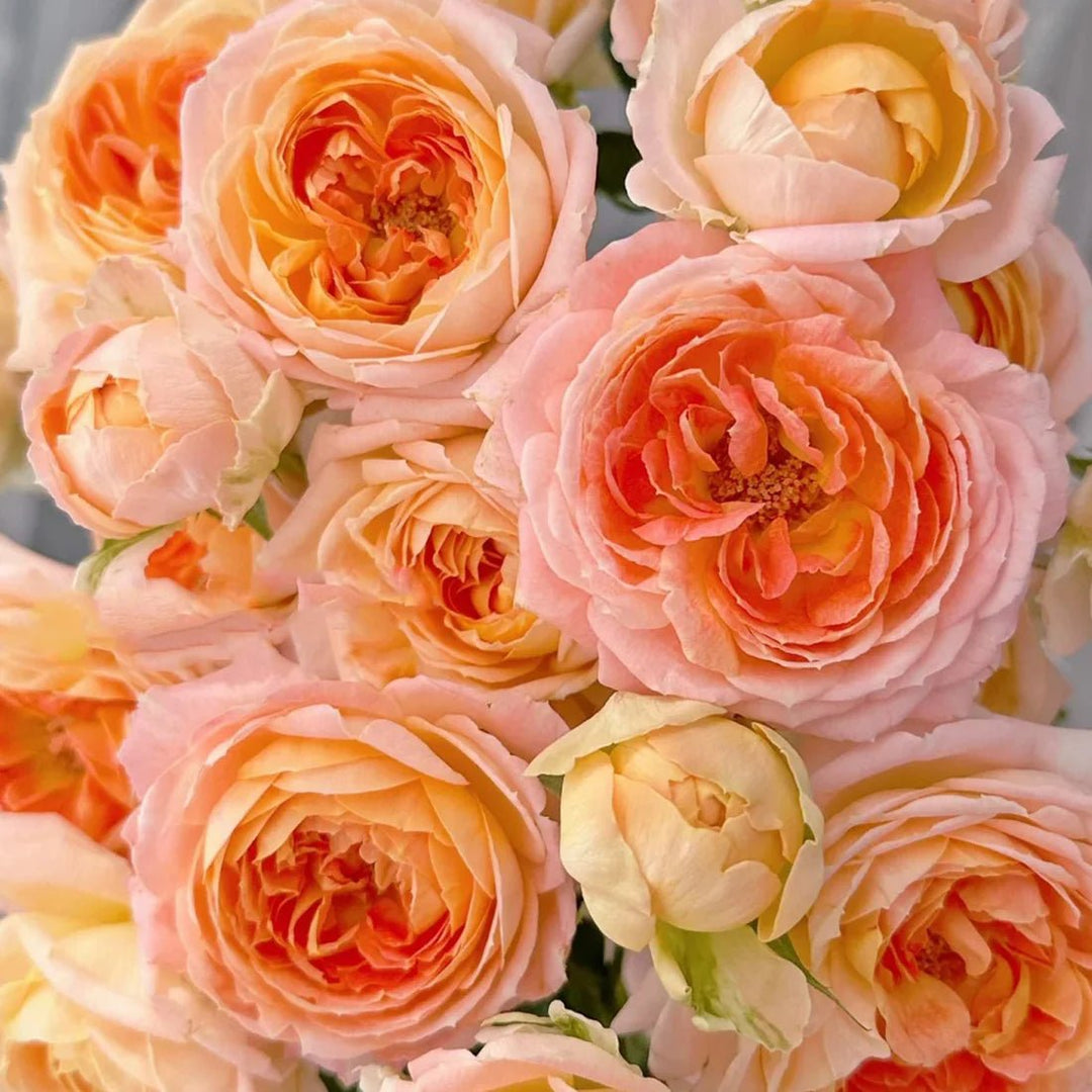 Japanse roos Princess Aiko (Geliefd) - Belle Epoque