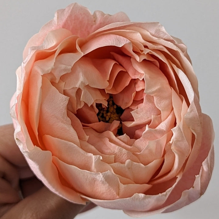 Japanse roos Princess Aiko (Geliefd) - Belle Epoque