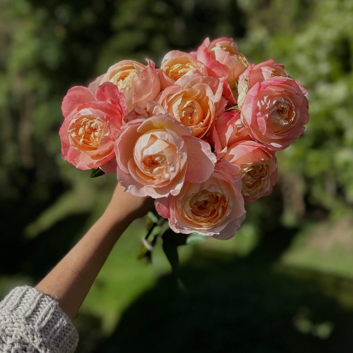 Japanse roos Princess Aiko (Geliefd) - Belle Epoque