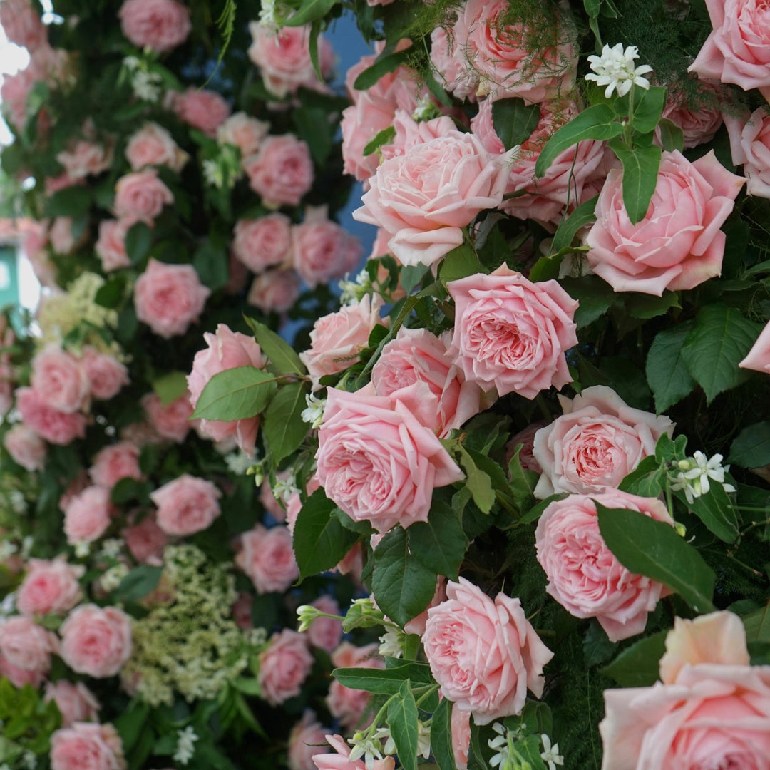Japanse roos Princess Hitomi (Prachtige geschiedenis) - Belle Epoque