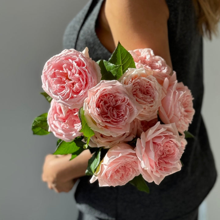 Japanse roos Princess Hitomi (Prachtige geschiedenis) - Belle Epoque