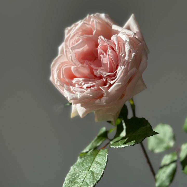 Japanse roos Princess Hitomi (Prachtige geschiedenis) - Belle Epoque