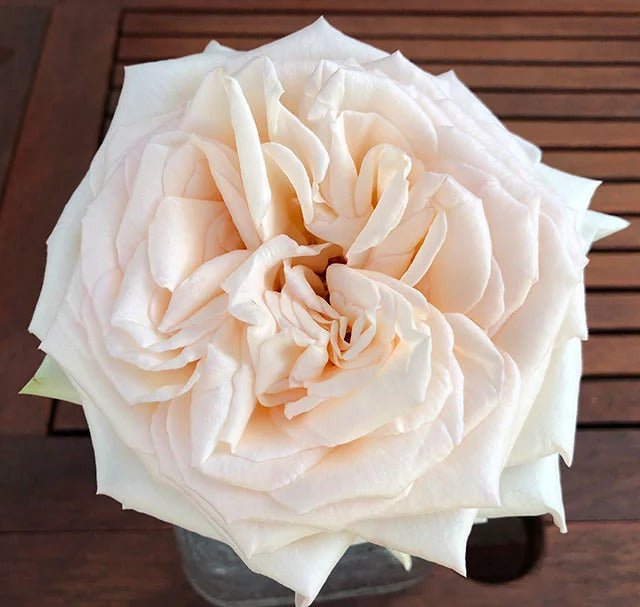 Buy Princess Maya® (Night Rain) rose – exclusive Japanese rose | Belle ...