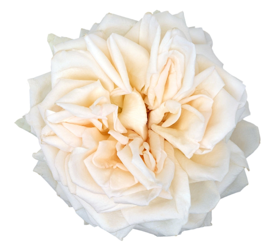 Unieke Japanse tuinroos Princess Maya® – Exclusief bij Belle Epoque