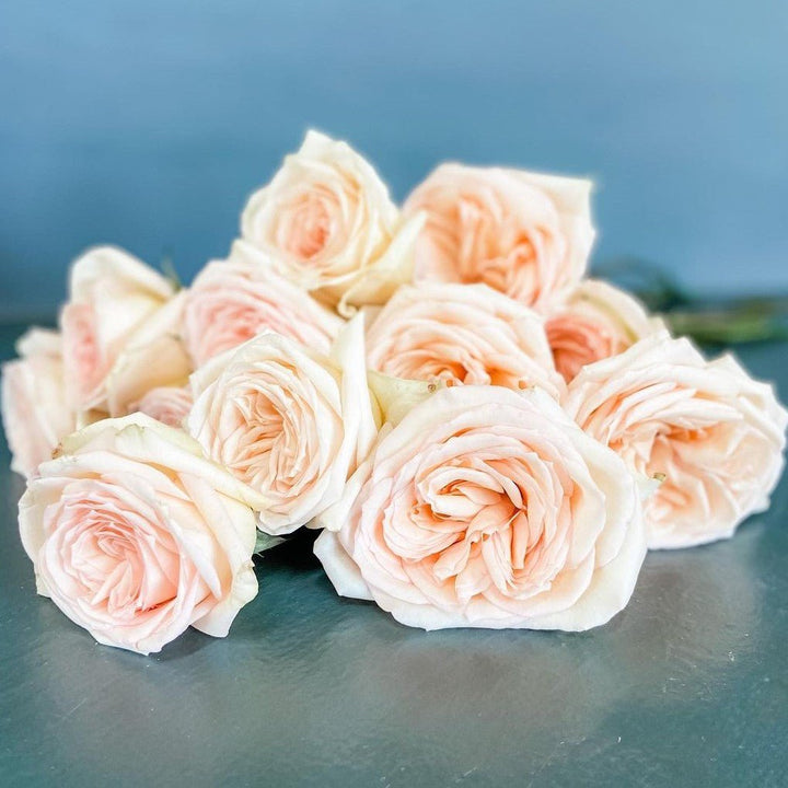 Japanse roos Princess Maya (Nachtelijke regen) - Belle Epoque