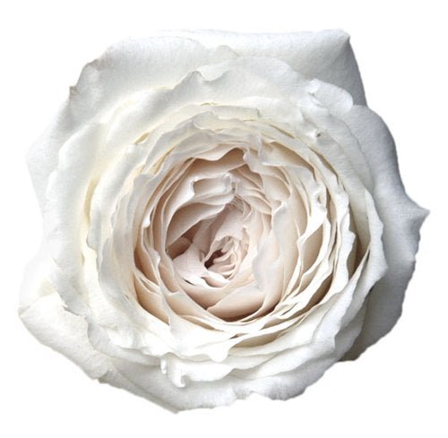 Japanse roos Princess Miyuki (Eerste sneeuw) - Belle Epoque