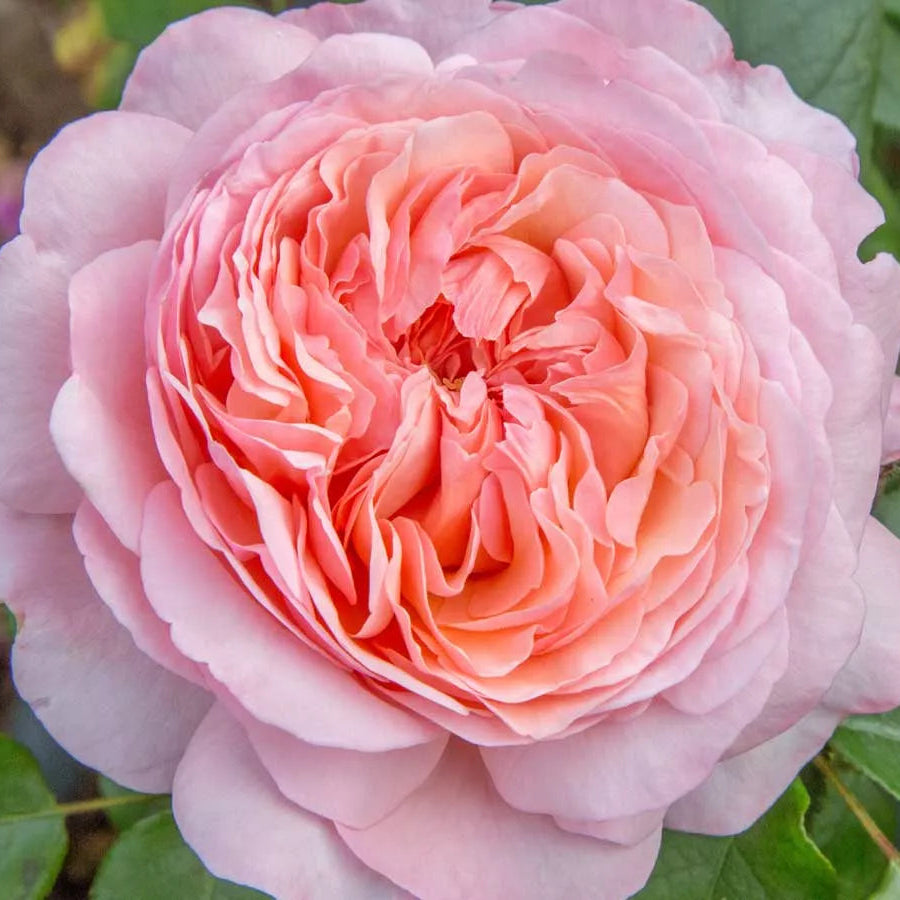 Jeane de la Fontaine (NEW 2026)