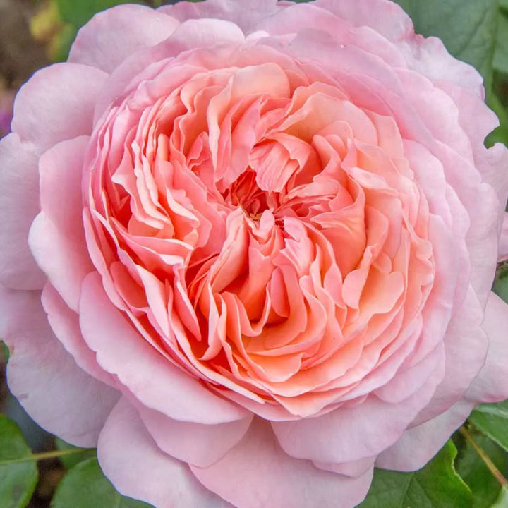 Jeane de la Fontaine (NEW 2026)