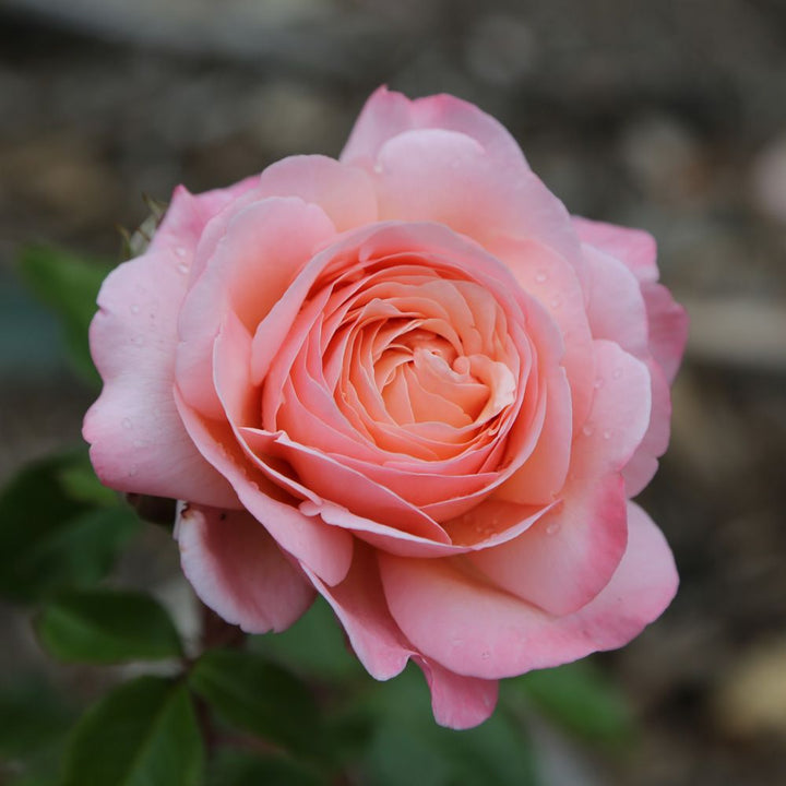 Jeane de la Fontaine (NEW 2026)