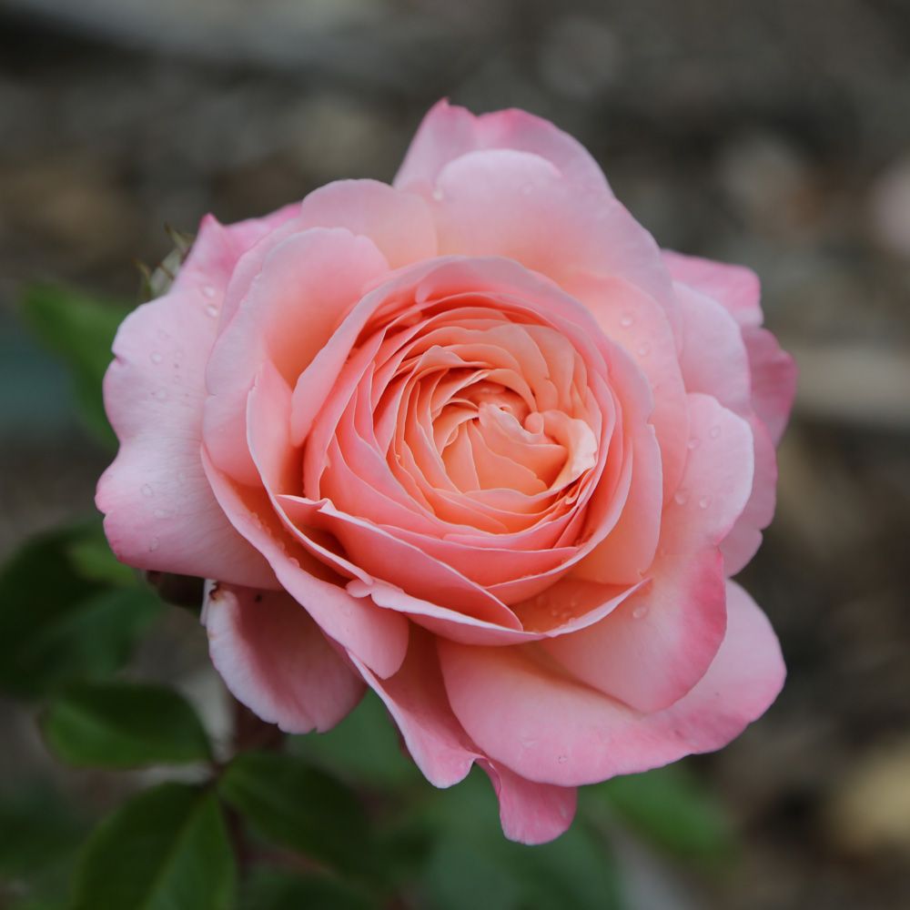 Jeane de la Fontaine (NEW 2026)