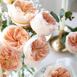 David Austin Juliet (12 pieces)