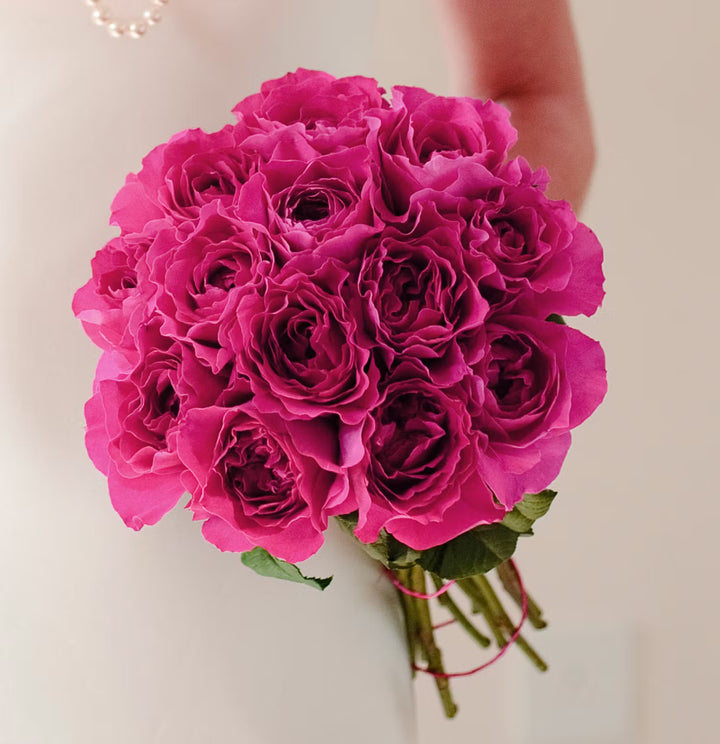 David Austin Kate (12 pieces)