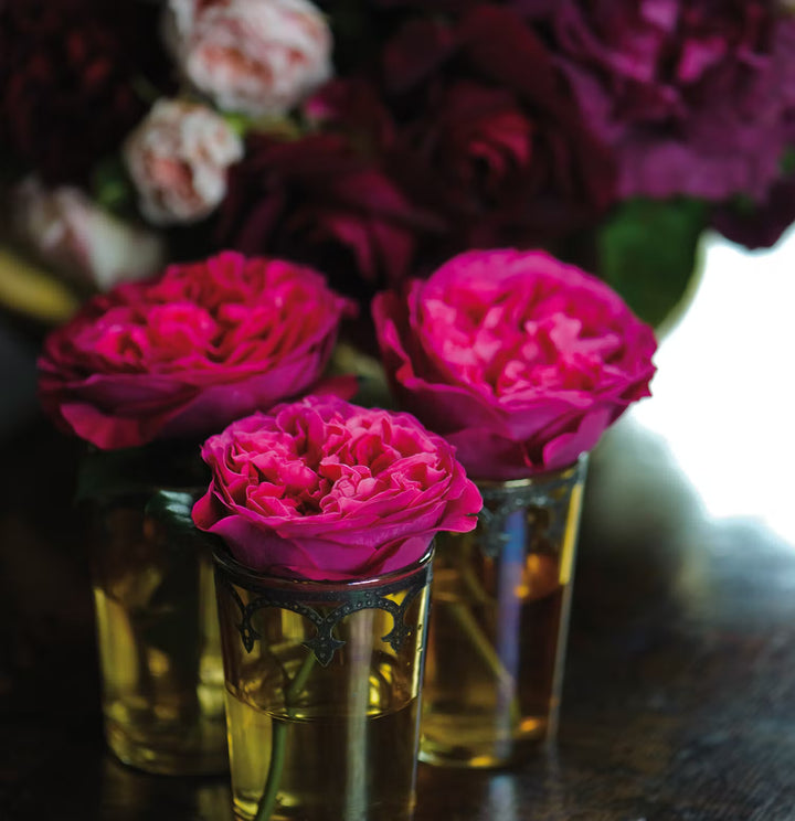 David Austin Kate (12 pieces)