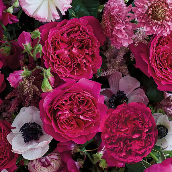 David Austin Kate Cut Rose: Royal Elegance of the Beautiful Era