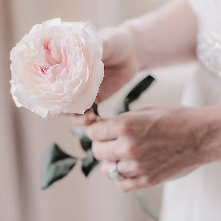 David Austin Keira (12 pieces)