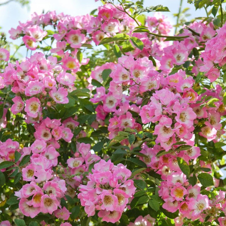 Kew Rambler - Belle Epoque