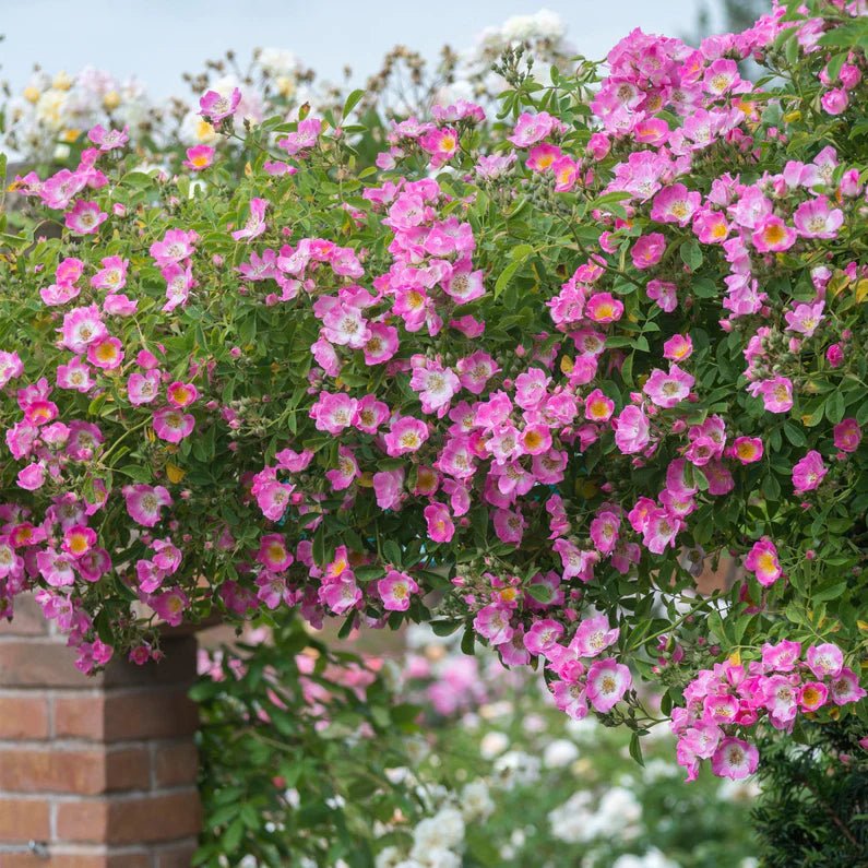 Kew Rambler - Belle Epoque