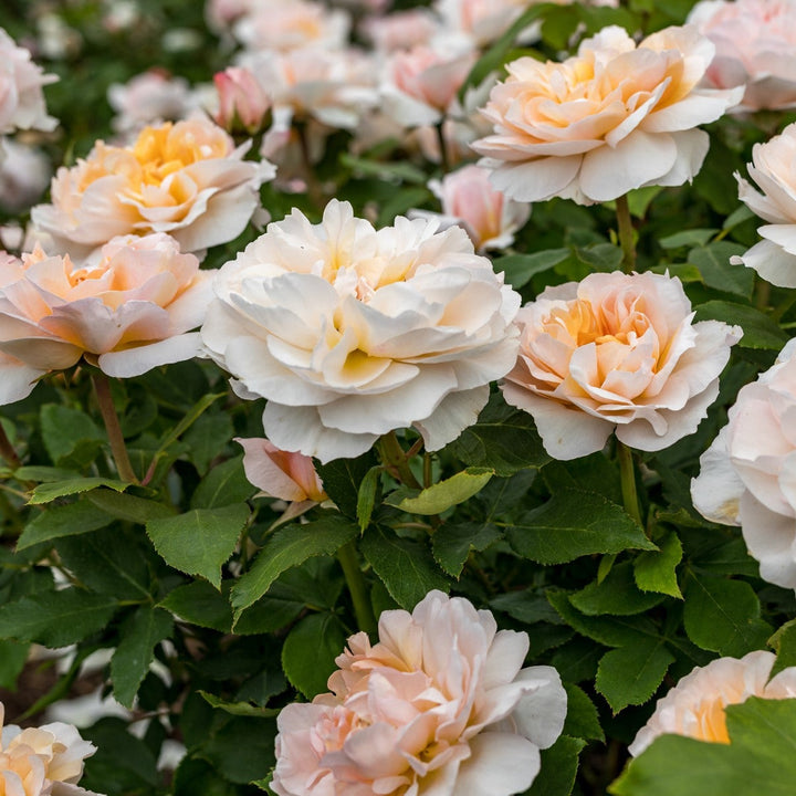 La dame jardinière (Ausbrass)