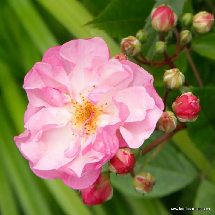 Lavender Siluetta (TooGoodToGo)